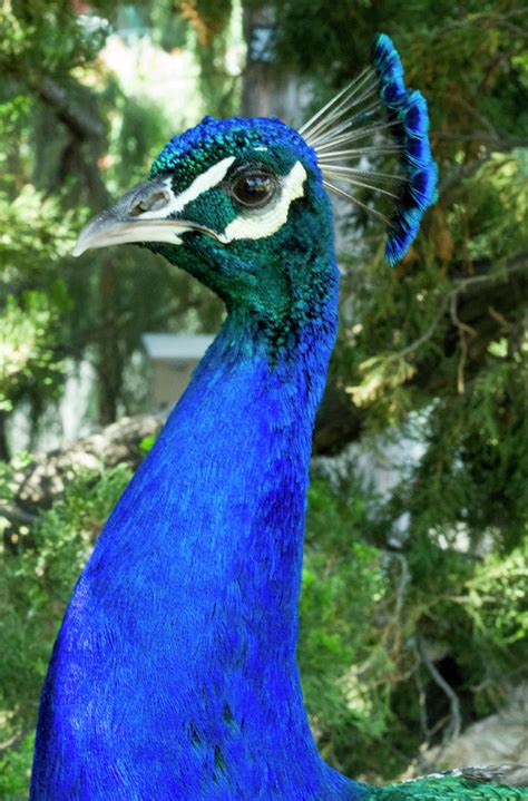 Mr Peacock By Arthur Bohlmann