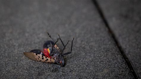 Die, Beautiful Spotted Lanternfly, Die - The New York Times