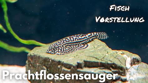 Prachtflossensauger Sewellia Lineolata Liquid Nature Fisch