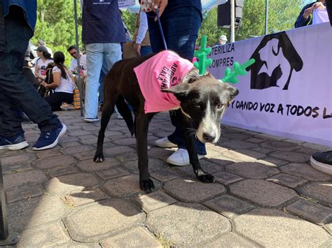 En Metepec realizan primera jornada de adopción de perros y gatos