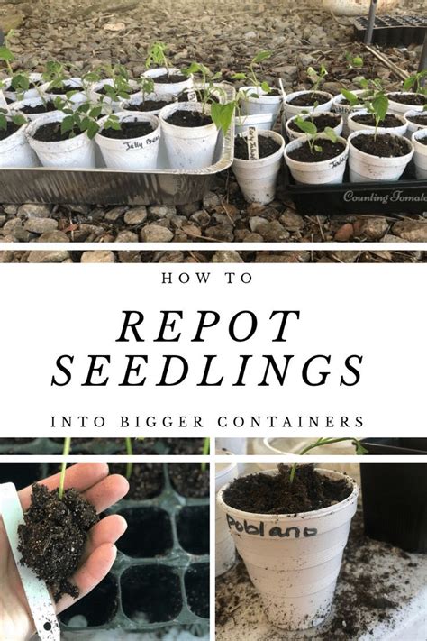 How To Repot Seedlings Into Bigger Containers Tomato Seedlings