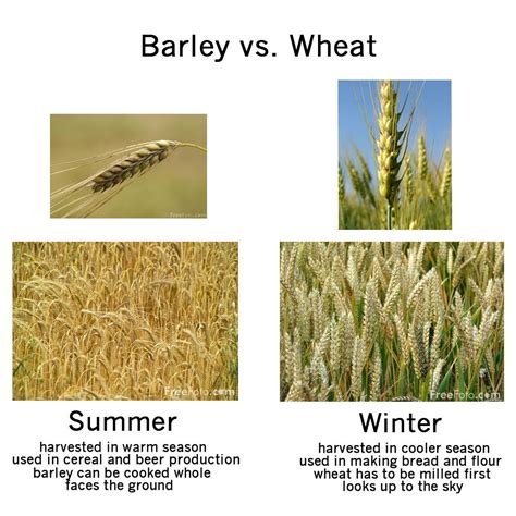 Barley And Wheat Difference