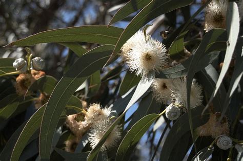Эвкалипт голубой, или шаровидный (Eucalyptus globulus)