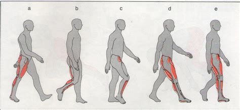 Biomecanica Do Movimento Humano