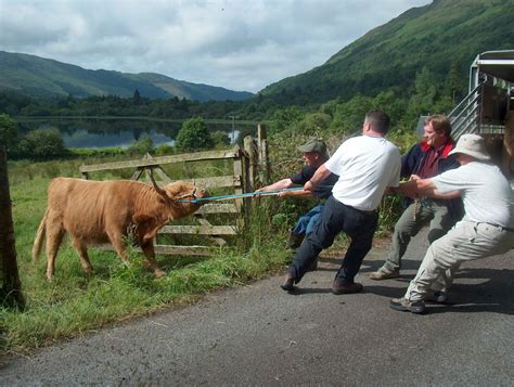 Where Rv Now The Highland Cow Incident