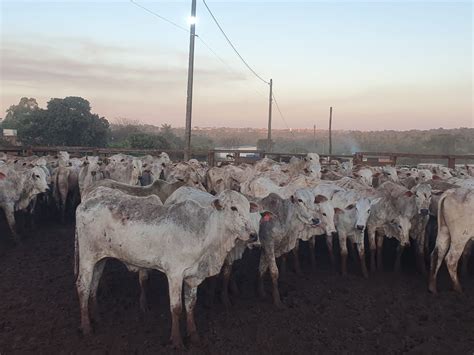 Pol Cia Civil Recupera Cabe As De Gado Que Haviam Sido Furtadas Em