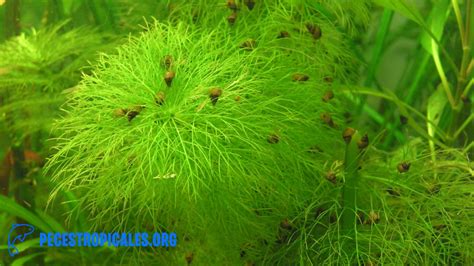 Limnophila Guía 2023 Plantas