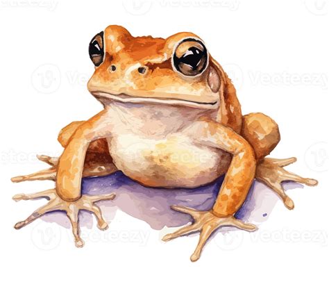 Baby Frog Watercolor . 23657941 PNG