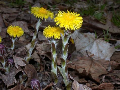 Tussilago farfara (Asteraceae) image 5201 at