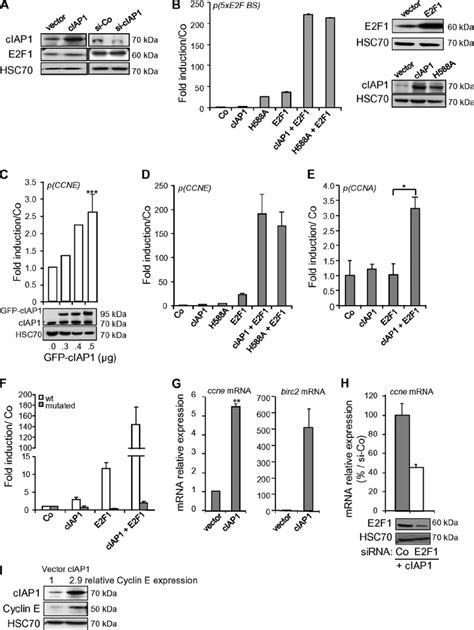 CIAP1 Stimulates E2F1 Transcriptional Activity A Immunoblot Analysis