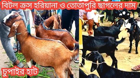 বৃহস্পতিবার ৮৯বিখ্যাত চুপাইর হাটে উন্নত জাতের ছাগলের দামবিটলহরিয়ানাক্রস তোতাপুরি ছাগলের