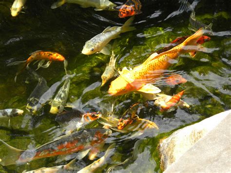 Reginas Garden Koi Pond Tour Ponds 12 And 17