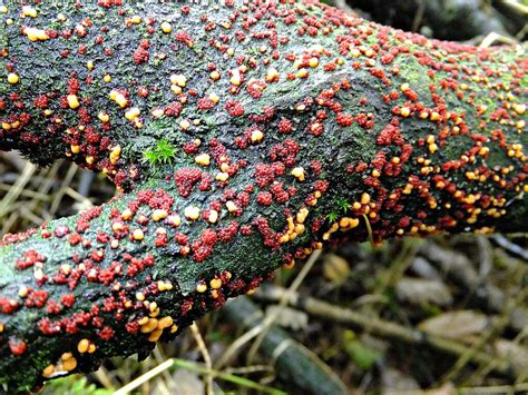 Nectria Cinnabarina The Coral Spot Fungus Nectria Cinnab Flickr