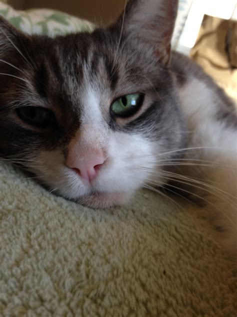 Family Desperately Searching for Missing Cat in Morristown Area