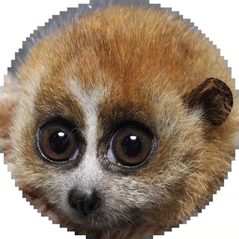 Telegram Sticker 😄 from «Солнечные Лемурчики» pack