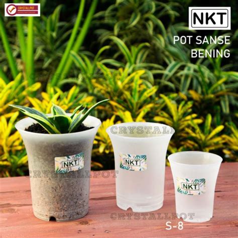 Jual Pot Bunga Tanaman Nkt Sanse Bening Transparan Nkt Sanse