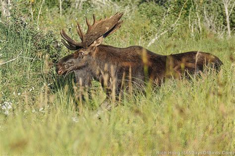 Magnificent Bull Moose Morning 365 Days Of Birds