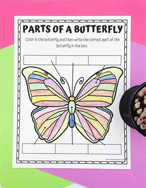 Free Parts Of A Butterfly Worksheet