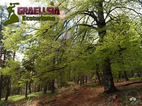 Cuaderno De Campo De Graellsia Ecoturismo Tour Privado En El Pinar De