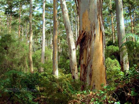 Western Australias Last Remaining Forests In The South West