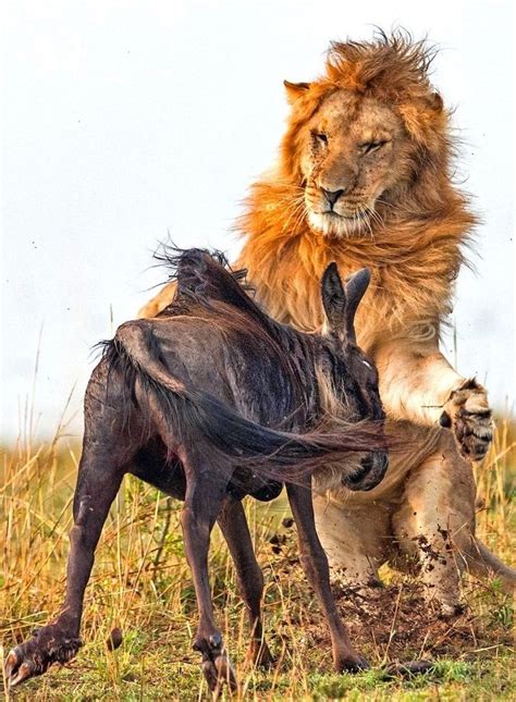 Dramatic Photos Of Lion Hunt A Wildebeest World Lion Day Lion Hunting