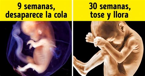 ¿qué Hace El Bebé Mientras Está En El Vientre De Su Madre Genial