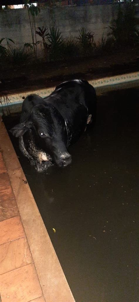 Bois Invadem Casa De Fazenda Em Sete Lagoas E Caem Em Piscina Minas