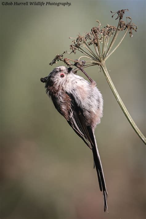 Long Tailed Tit Bob Hurrell Wildlife Flickr