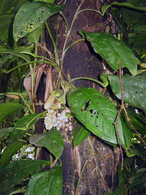 Pothos Insignis Araceae Image At Phytoimages Siu Edu