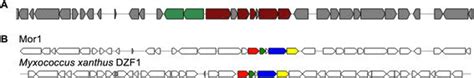 Schematic Of The Polyketide Synthase Pks Type Iii Pathway Discovered