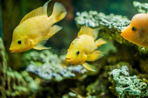 Aquarium Fish Close Up Picture Stock Image Image Of Frontosa Colored