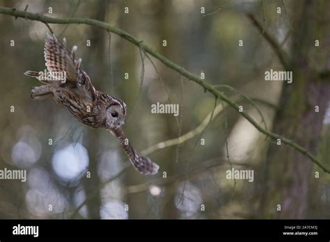 Chouette Hulotte En Vol Banque De Photographies Et Dimages Haute