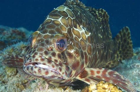 Epinephelus Quoyanus Longfin Grouper Marinethemes Stock Photo Library