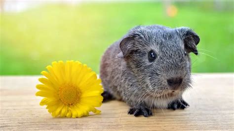 50 Amazing Guinea Pig Facts You Need To Know Guinea Pig Tube