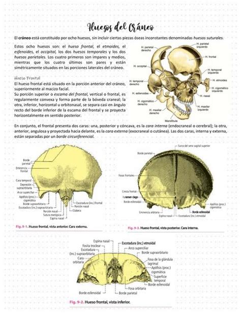 Osteolog A De Cr Neo Valentina Dur N Udocz