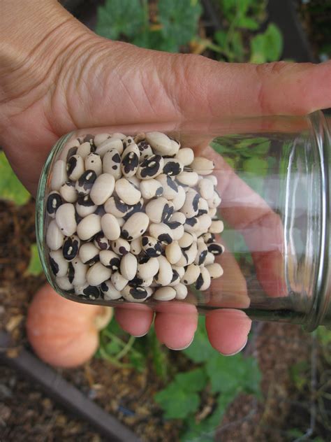 Growing Cowpeas Black Eyed Peas Gardenerd