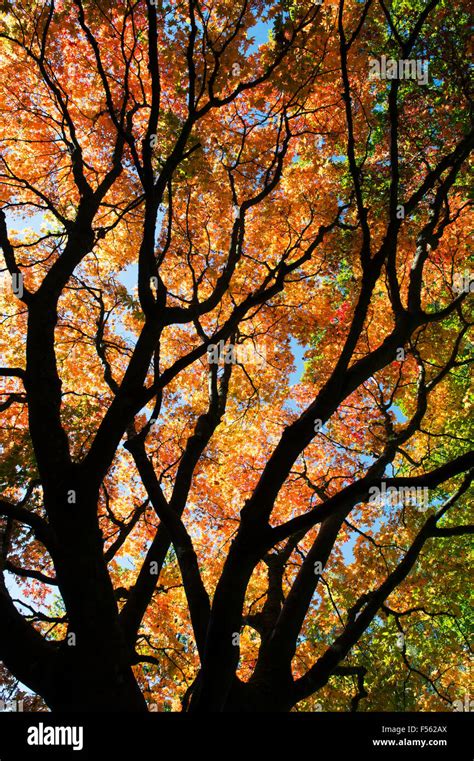 Acer Palmatum Osakazuki Japanese Maple In Autumn Stock Photo Alamy