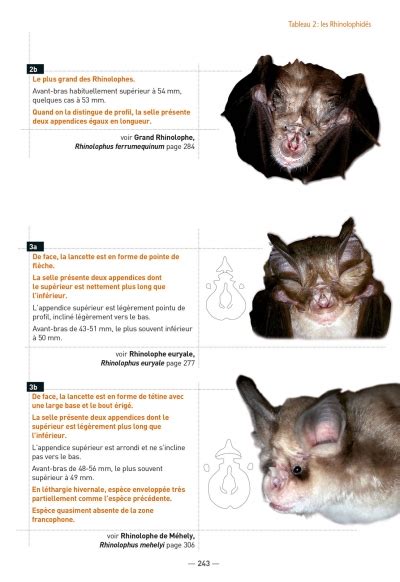 Les Chauves Souris De France Belgique Luxembourg Et Suisse