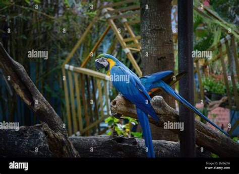 Parrot Resting Hi Res Stock Photography And Images Alamy