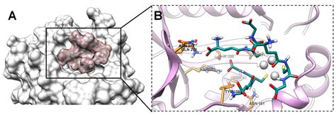 Ijms Free Full Text Enhanced Antibacterial Activity Of Novel Fluorescent Glutathione Capped