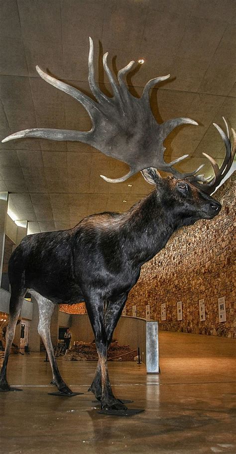 The Irish Elk Megaloceros Giganteus Or Irish Giant Deer Is An