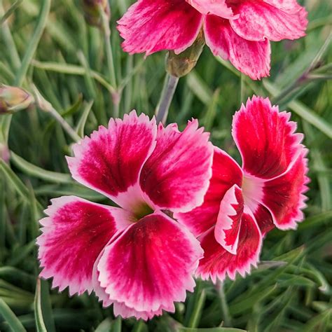 Dianthus Flutterby Muddy Trowel