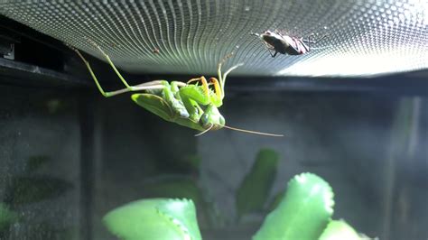 Praying Mantis Grooming Itself Youtube