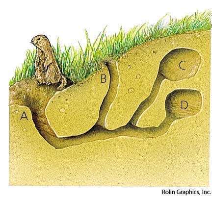 Burrow dictionary definition | burrow defined