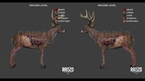 Deer Shot Placement Whitetail Deer Anatomy 3d Graphic Tool Youtube