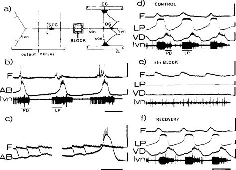 Figure From Control Of Rhythmic Behaviour By A Hierarchy Of Linked