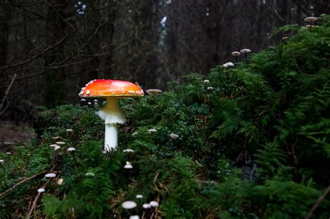 100+ Free Yellow Mushroom Forest & Forest Images - Pixabay