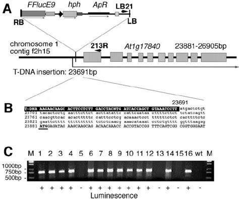 Mapping And Segregation Of T DNA Insertion In Line L0213 A T DNA