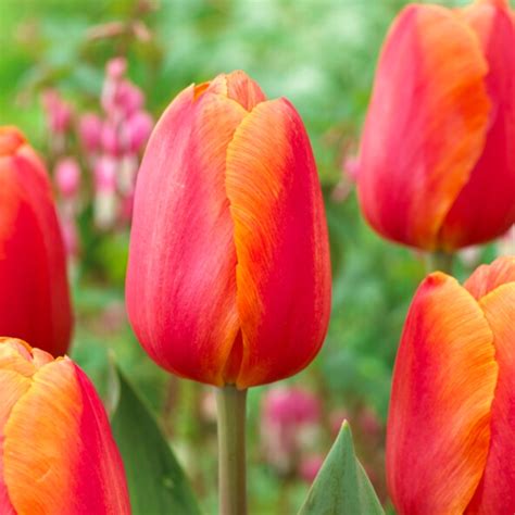Tulipa Triumph Delta Storm Ruigrok Flowerbulbs