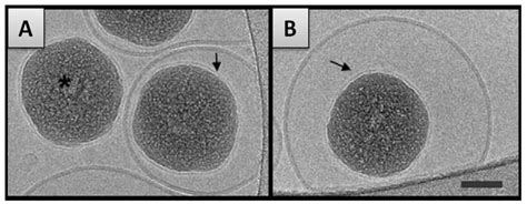 Ijms Free Full Text Experimental Aspects Of Colloidal Interactions